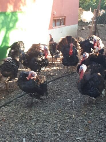 Qazlar: Erkək, Amerika, Ətlik, Ünvandan götürmə — 5