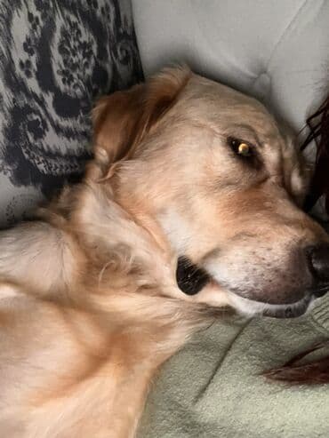 С/х животные и товары: Ретривер, С прививками — 3