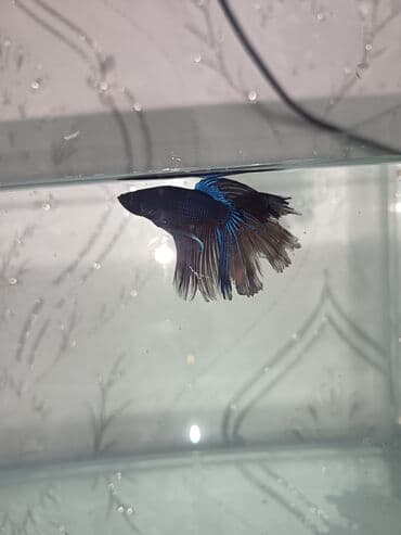 heyvanlara verilən adlar: Betta (Petuşok balığı), Sülhsevər — 2