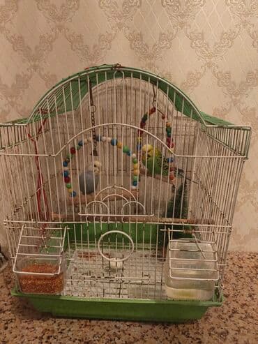 çardaq quşun yuvası: Bülbül/papagay üçün qəfəs və aksesuarlar dəsti. - Ölçü: orta həcmli — 1