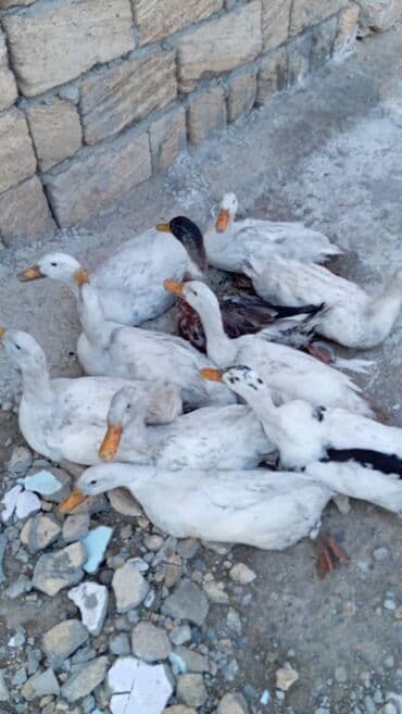 en iri it cinsi: Satılır — 14