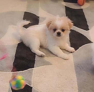 pekines itləri: Pekines, Erkek — 4