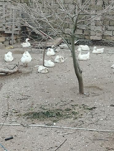 boyanmış yumurta: İnkubasiya üçün nəzərdə tutulmuş linda yumurtaları təklif olunur — 4