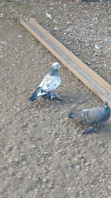 tap az qoyun: Salam herkese. 1 cüt bele oynaq göyercin satılır. isteyen olsa vpdan — 1