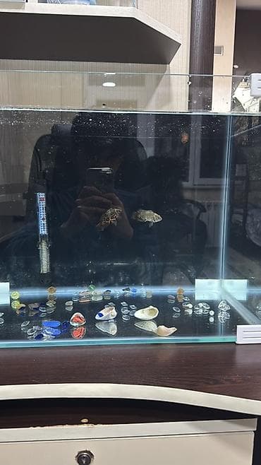 akvarum baliqi: İki ədəd oscar balığı satılır. 5-6 smdır. Tam sağlamdır. Barter — 1