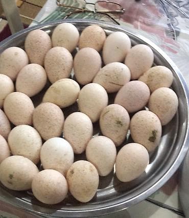 Məhsul: Amerkan bronz hinduşkasının Təzə mayalı yumurtaları satılır!