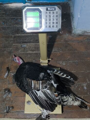 buzov satisi: Erkək, Damazlıq — 6