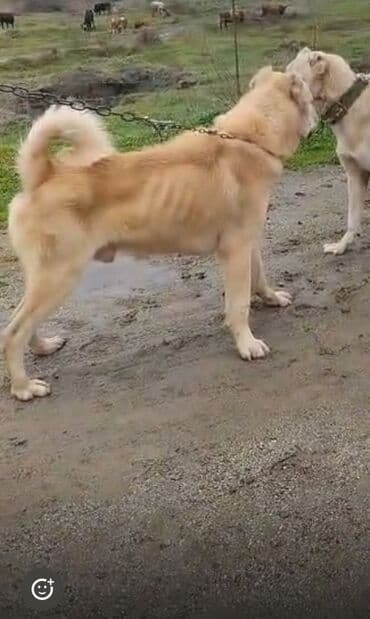 cins ineklerin satisi 2018: Alabay, 5 il, Erkek, Cütləşmə üçün, Ünvandan götürmə — 7