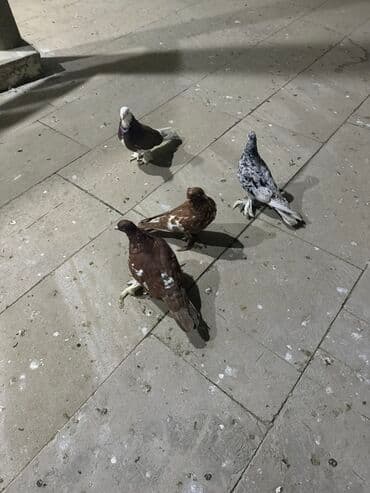 доберман цена баку: Salam aleykum iki iri leley iki badam leley hamsı 30 manat — 5