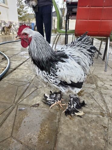 Çaydanlar: Toyuq, Brama, Damazlıq — 8