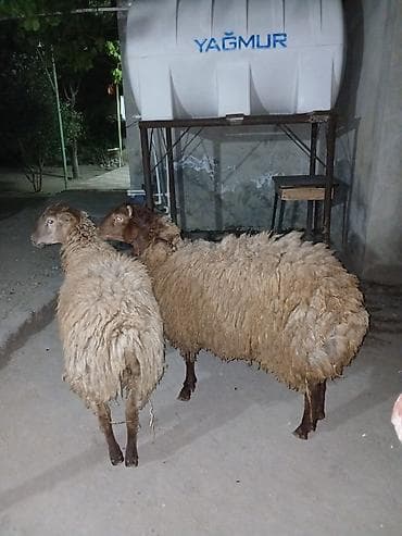 toyuq məhsulları: Qiymət 1 nə aitdi erkey toğlulardı — 1