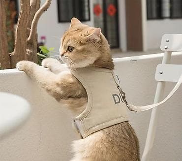 Ev heyvanları üçün gəzdirmə dəsti – Yelek tipli qoşqu və uzadılan lalafo.az -da Ev heyvanları üçün gəzdirmə dəsti – Yelek tipli qoşqu və uzadılan