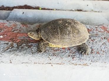 aqvarium: Su bağası – akvaterrarium üçün - Növ: su bağası (quruda və suda — 1