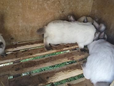 Sovetçə Siam tipli ağ dovşanlar Məhsul təsviri: - Ağ tüklü — 3