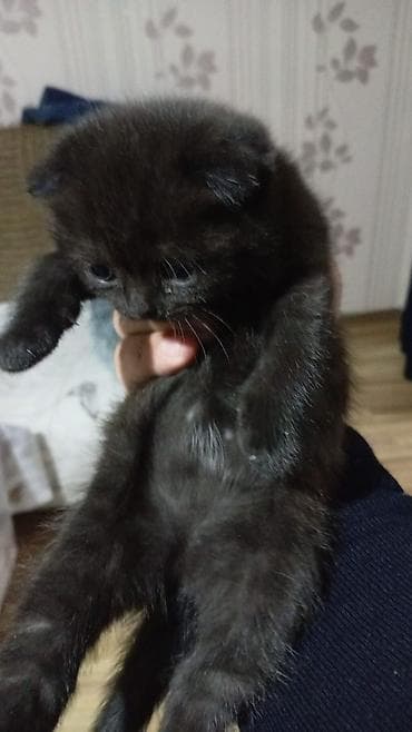 Şotland yastı qulaq, Erkək, Dişi, Yaxşı əllərə, Ünvandan götürmə, Pulsuz çatdırılma, Ödənişli çatdırılma