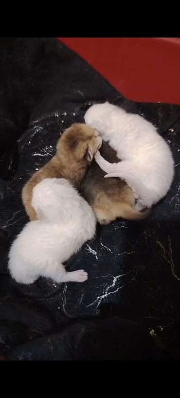 cins pisikler: Yaxşı əllərə — 1