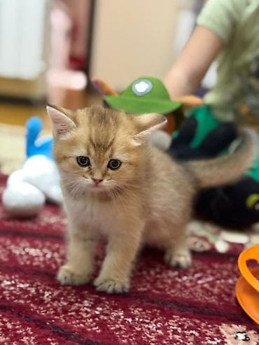 Digər heyvanlar: Qızıl şinşilla, Erkək — 1