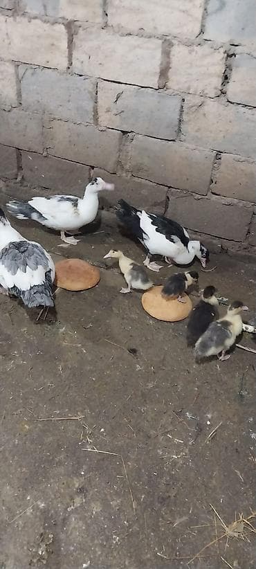 Животные: Musk ördəkləri və yumurtaları - Cins: musk (indo-ördek). Ağ, qara-ağ — 2