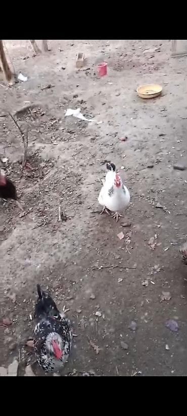 Pişiklər: Məhsul: Həyətdə saxlanılan yerli toyuqlar (qarışıq rənglərdə – ağ — 5