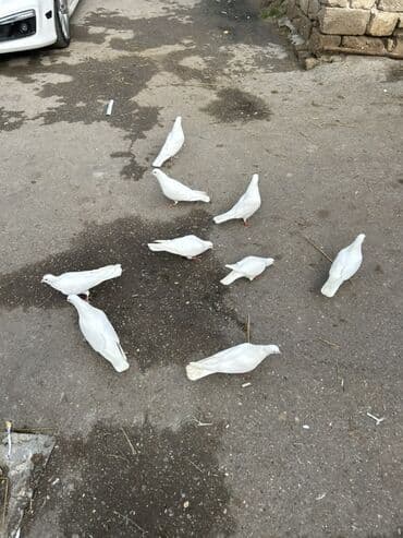 Akvariumlar: Salam temz 12 tuklerdi cut olanlarda var bazardaki 3 4 manatlg — 1