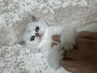 шотландская серебристая шиншилла купить: Шиншилла, Самец, В добрые руки, Самовывоз — 2