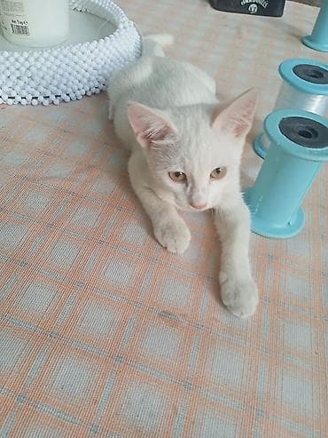 Ağ rəngli balaca pişik - Tam ağ tüklü, zərif və yumşaq kürk - Böyük — 2