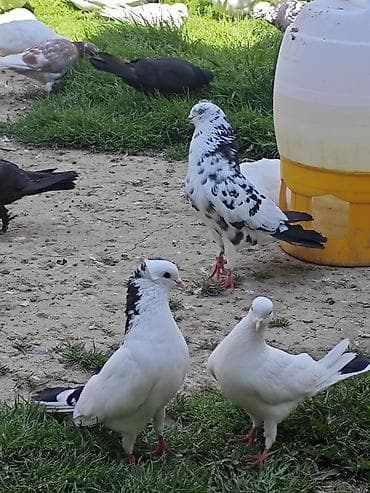 Müxtəlif rənglərdə və naxışlarda göyərçinlər. Onlar ağ, qara və boz