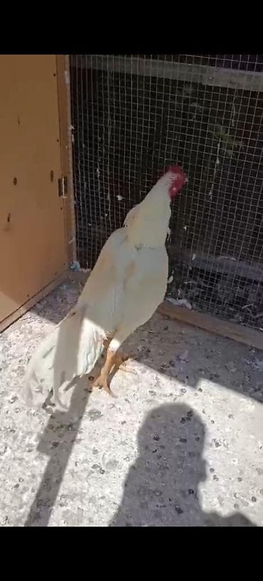 qus satisi: Heyrati xoruzu satılır vəya damazlıq kənd xoruzu ilə barter olunur — 3