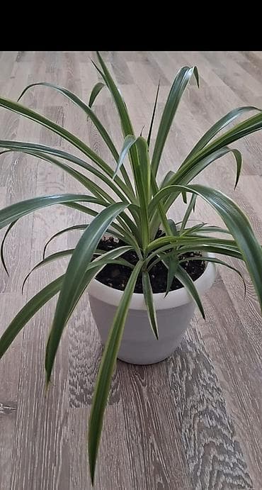 mixek gulunun adi: Хлорофитум — 1