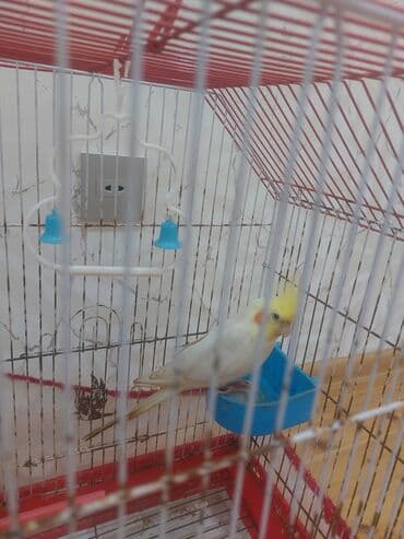 Növ: Qefesle birlikde satilir Nimfa (Cockatiel) papağanı Rəng: Açıq