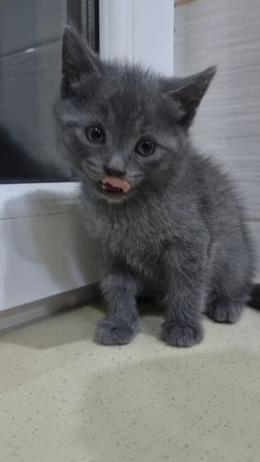 pişik şekileri: Şotland, Erkək, Ünvandan götürmə, Ödənişli çatdırılma — 6