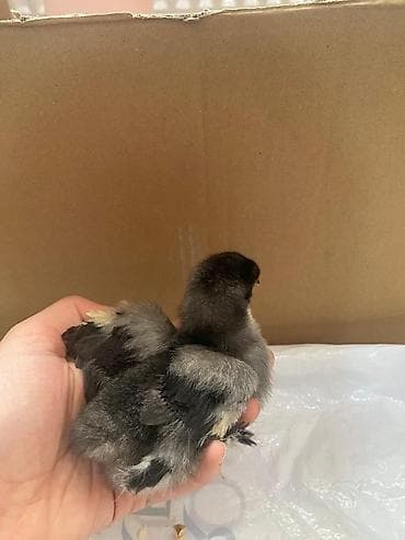 xarkov cuceler: Toyuq cücələri, Damazlıq — 6