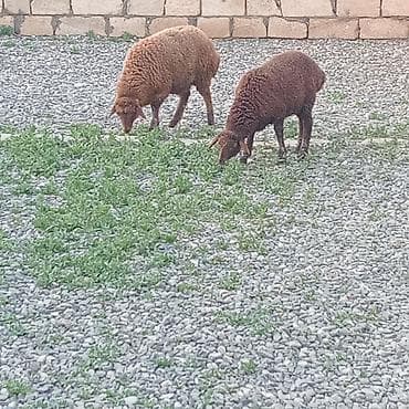 cins heyvanlar: Dişi, il: 1, 22 kq, Damazlıq, Ödənişli çatdırılma — 1