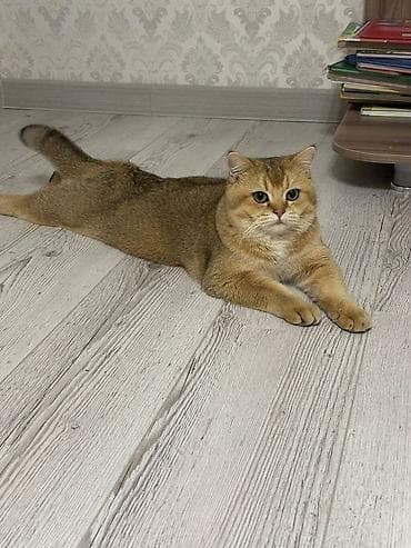 berde mal bazari 2019: Britan, Erkək, Yaxşı əllərə, Ödənişli çatdırılma — 2