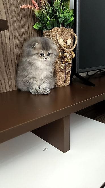 pişik üçün qum: Tam sağlam uzuntüklü balalar saf Qandi. Ana ve ata şəkillərini ciddi — 4