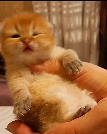 Britan, Erkək, Yaxşı əllərə, Ünvandan götürmə