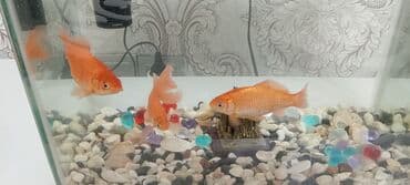 akvaryum matoru: Akvaryum komplekti – şüşə akvarium və qızıl balıqlar - Şəffaf şüşədən — 4