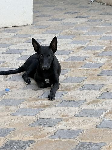 paroda it: Belçika çoban iti, 5 ay, Peyvəndli — 3