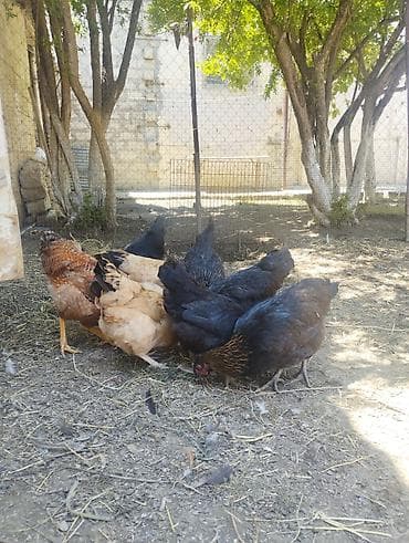 cuce: Toyuq, Damazlıq, Ünvandan götürmə — 9