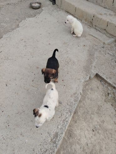 сколько стоит собака бу: 1 месяц, Бесплатная доставка — 4