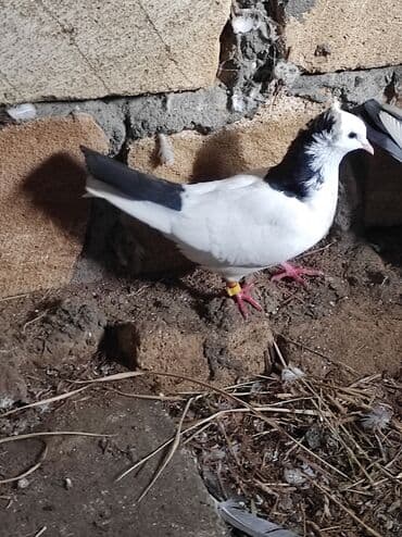 Gəmiricilər: Cüt dekorativ göyərçin – ağ-qara rəngli, baş hissəsində taclı lələk — 2