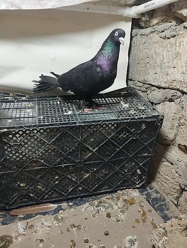 göyercin yuvası: Reyal aliciyla Qiymet Munasib Olunacaq wacapda eleqe saxla - Növ: ev — 9