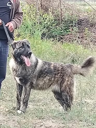 zvanok itləri: Alabay, 6 ay, Dişi, Peyvəndli, Ödənişli çatdırılma — 2