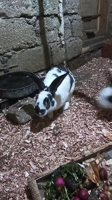 mal qara: Ağ-qara və ağ-qəhvəyi rənglərdə ev dovşanları Məhsulun təsviri: - — 2