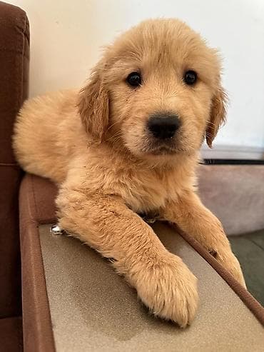 erkek: Labrador-retriver, 1 ay, Erkek — 5