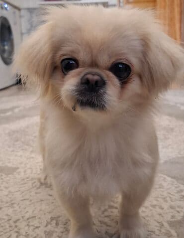 it sekilleri afcarka: Pekines, 3 il, Dişi, Sənədli, Pulsuz çatdırılma — 2