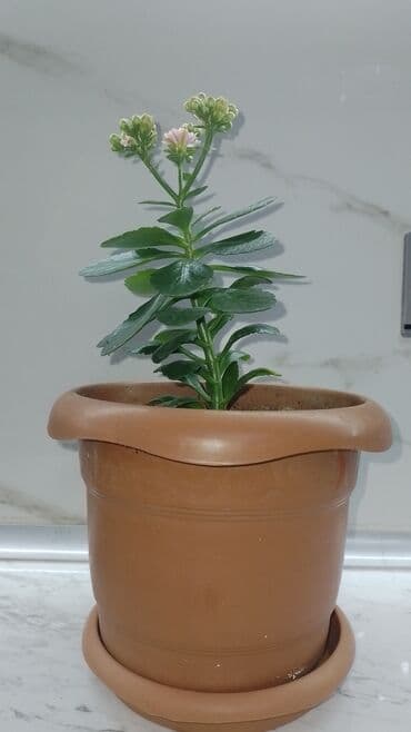 dibcey: Keyfiyətli torpag ve dibcəydə hazırlanıb — 3