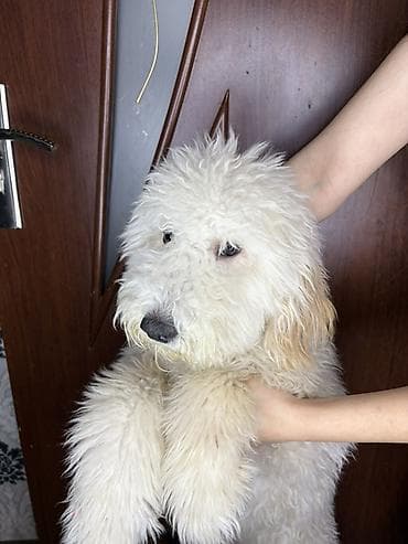 itlə barter: 7 ay, Erkek, Peyvəndli, Ünvandan götürmə — 1