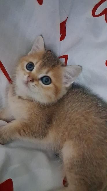 Gəmiricilər: Britan, Erkək, Dişi, Yaxşı əllərə, Ünvandan götürmə, Pulsuz çatdırılma, Ödənişli çatdırılma — 6