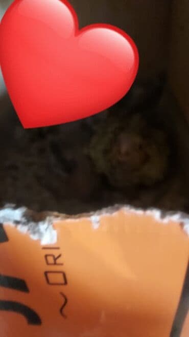 evde tisbaga saxlamaq olarmi: Salam altında 3 balası var tükələşibler 1 hefdeye yem yeyendilerana — 3